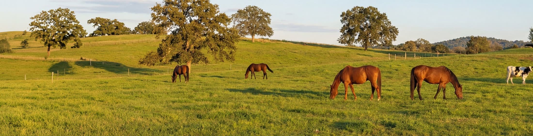 A finished fence line crossing a golden-hour pasture