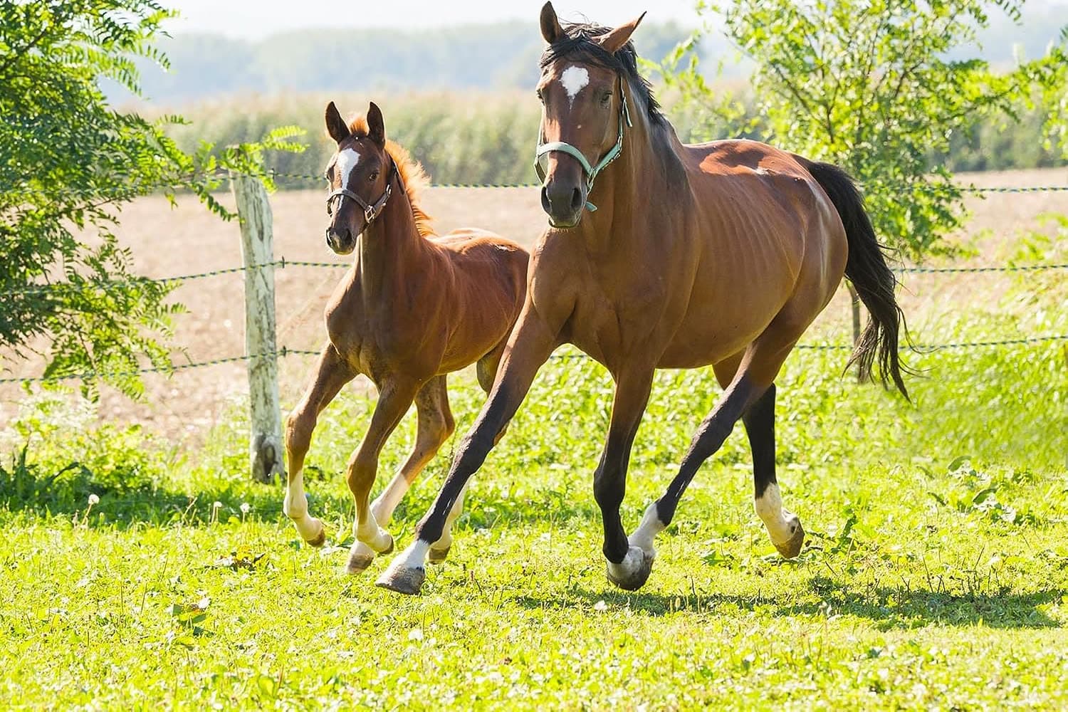 Horse owners